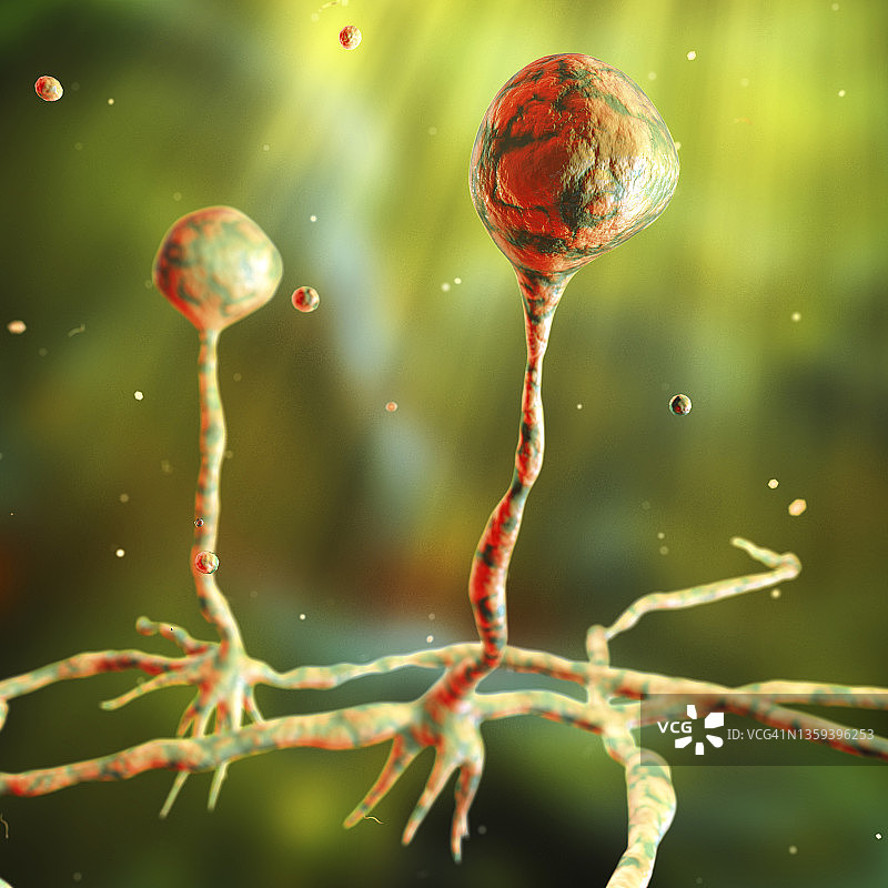 根霉菌插图图片素材