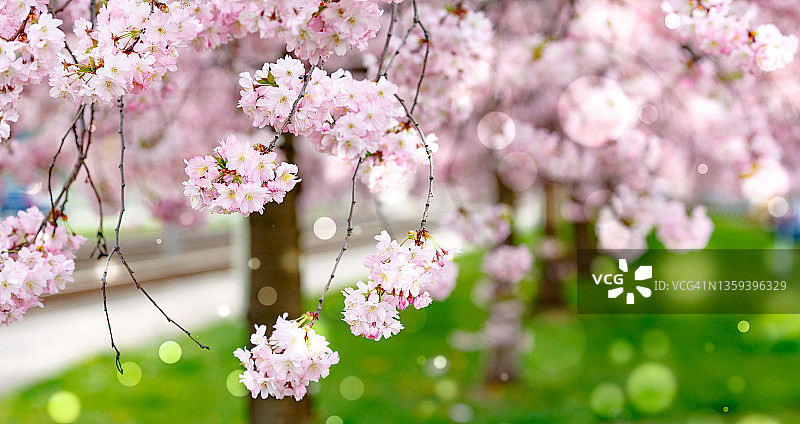 粉色樱花图片素材