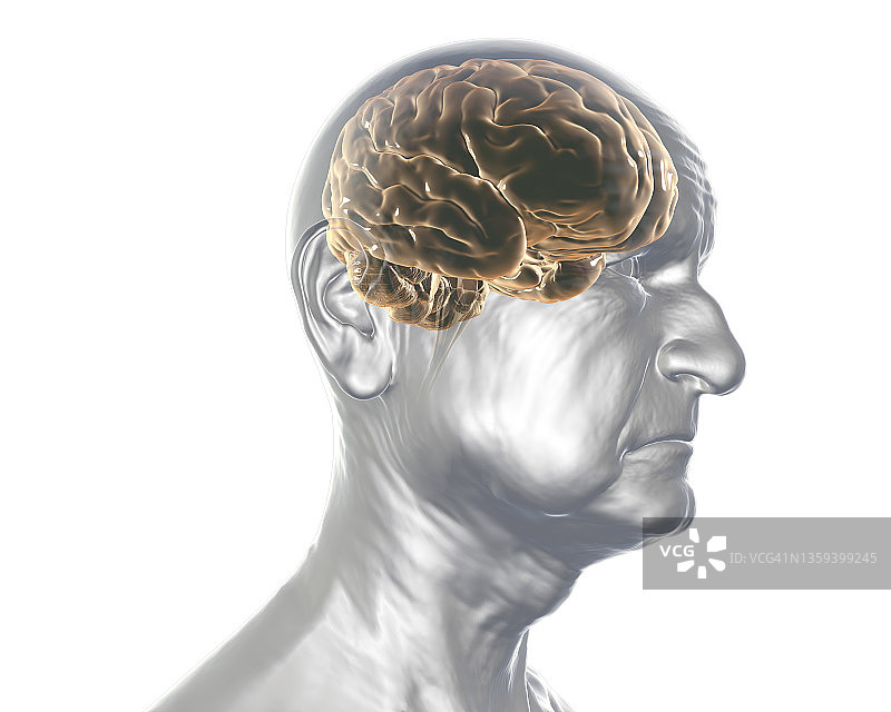 老人的大脑，图示图片素材