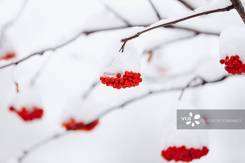 雪盖花楸图片素材