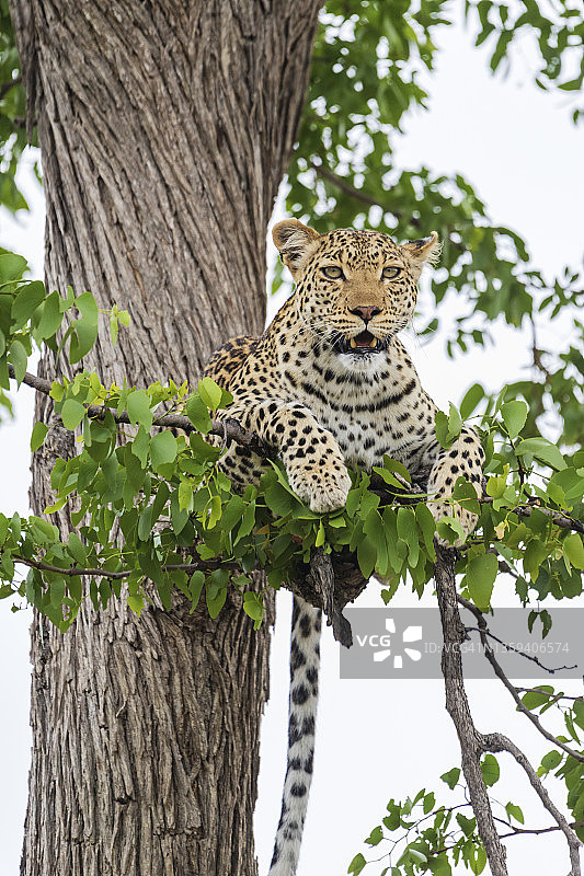 树上的雌豹肖像图片素材