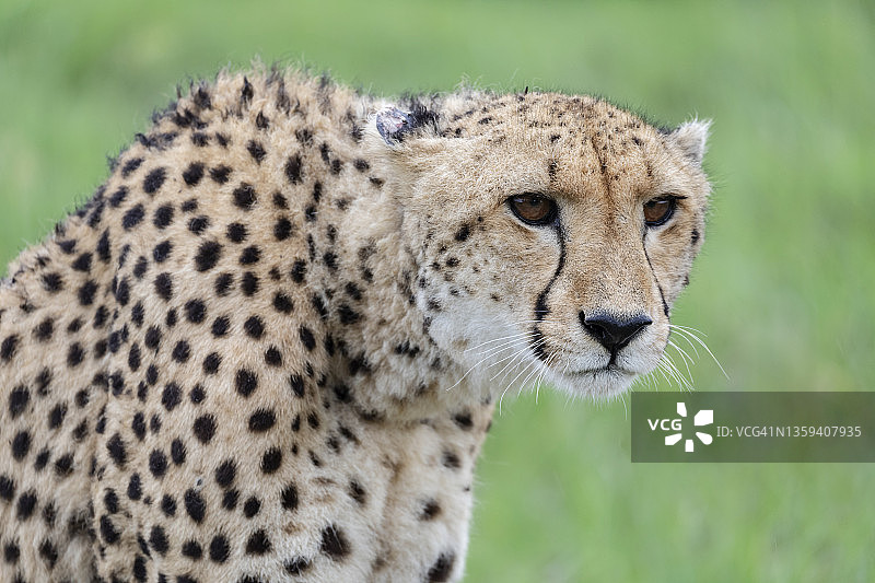 雌性猎豹肖像图片素材