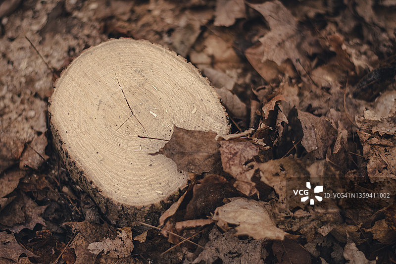 加拿大基奇纳公园秋日树干特写图片素材