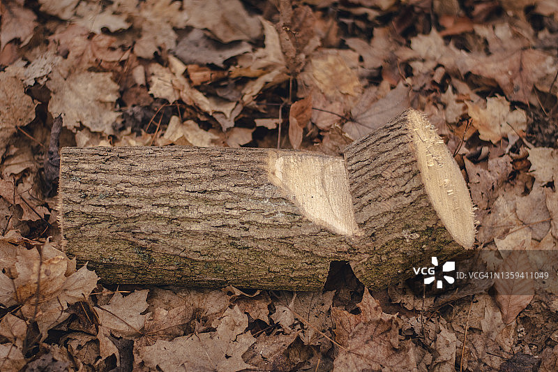 加拿大基奇纳公园秋日树干特写图片素材