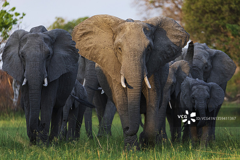 繁殖象群图片素材