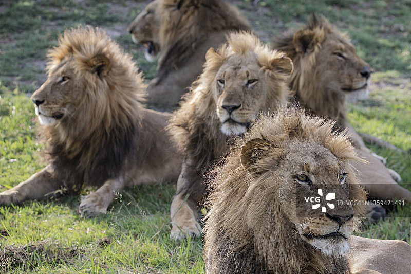 雄狮兄弟图片素材