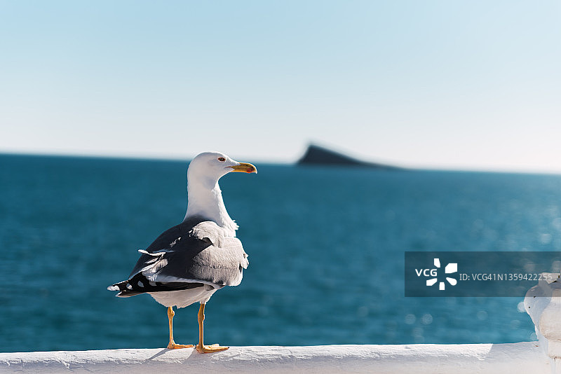 海鸥栖息在地中海边的白色栏杆上图片素材