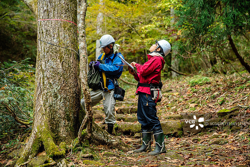 两名研究人员测量树木，用于森林恢复和资源管理图片素材