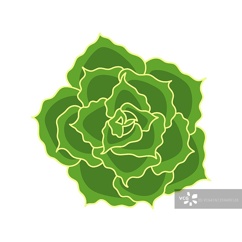 卡通风格石莲花多肉植物，绿色沙漠玫瑰盆栽，矢量插画白色背景元素图片素材