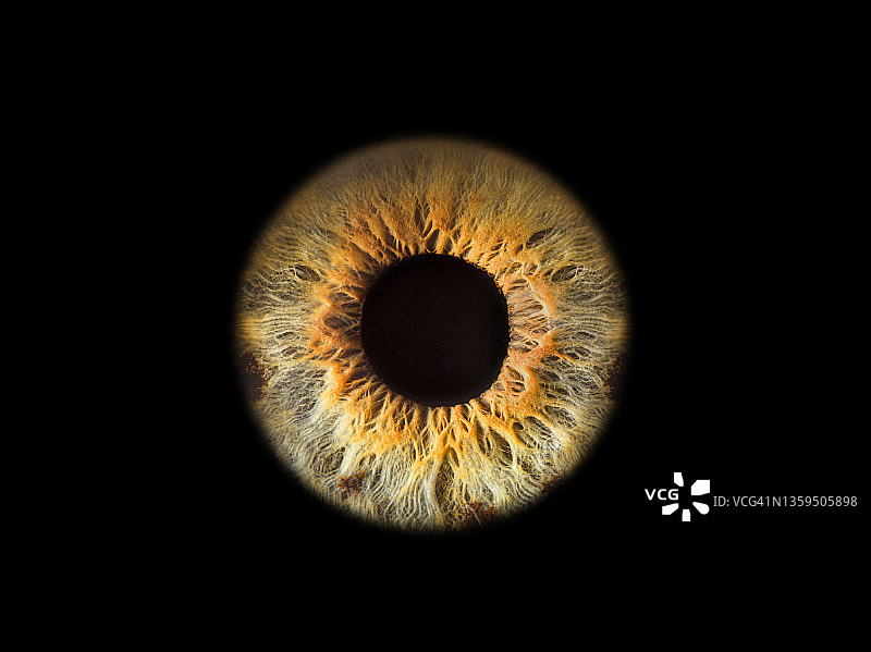黑色背景下的淡褐色眼睛特写图片素材