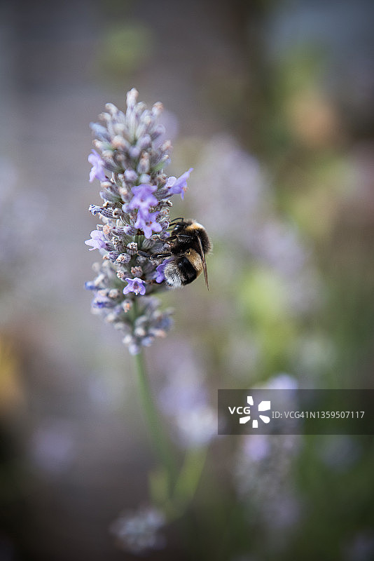 薰衣草上的蜜蜂特写图片素材