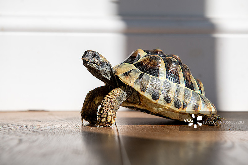阳光下木地板上的小乌龟图片素材
