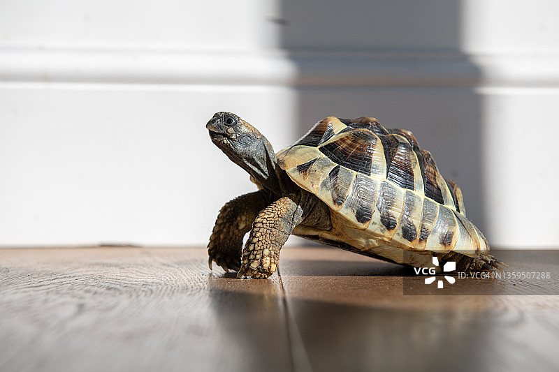 阳光下木地板上的小乌龟图片素材