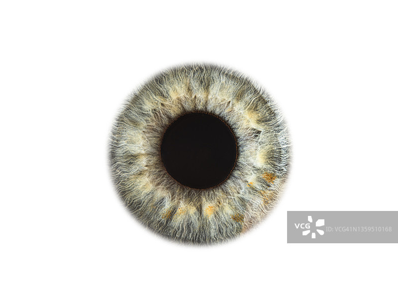 白色背景上的蓝色眼睛特写图片素材