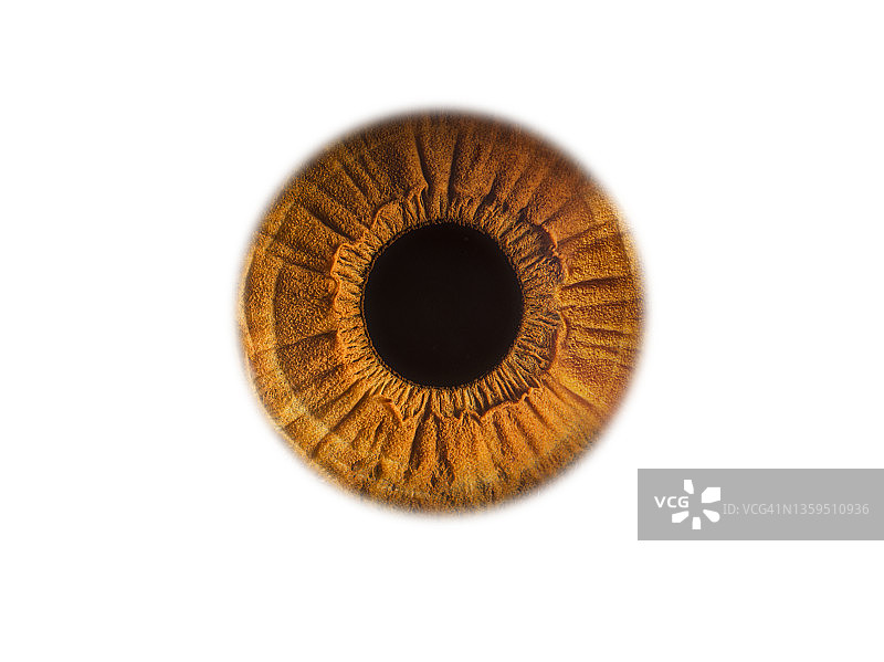 白色背景下的棕色眼睛特写图片素材