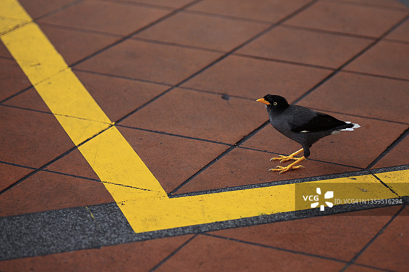 丛林八哥，鸟类，街道，新加坡图片素材