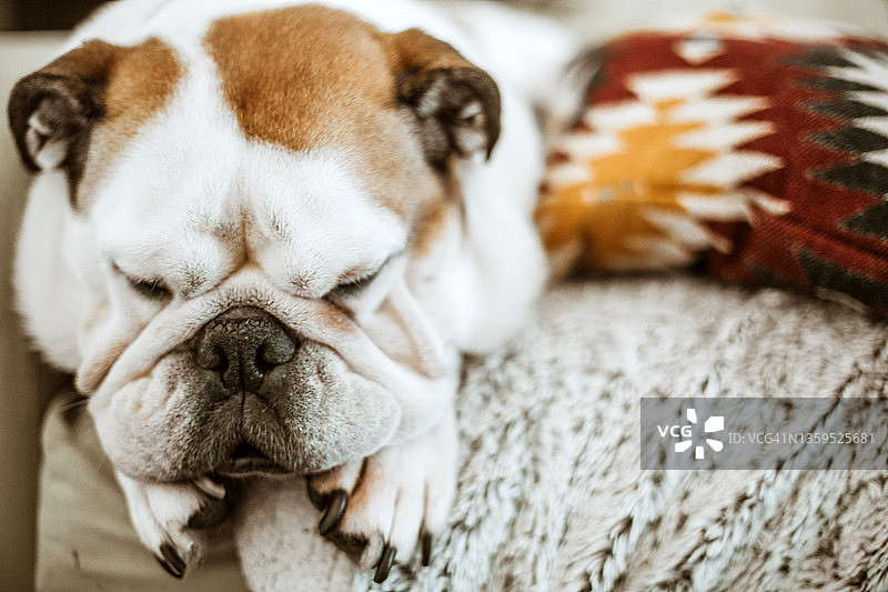 英国斗牛犬宠物在沙发上打鼾图片素材