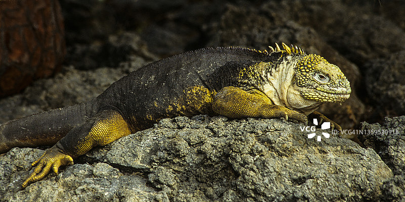 加拉帕戈斯群岛陆鬣蜥图片素材
