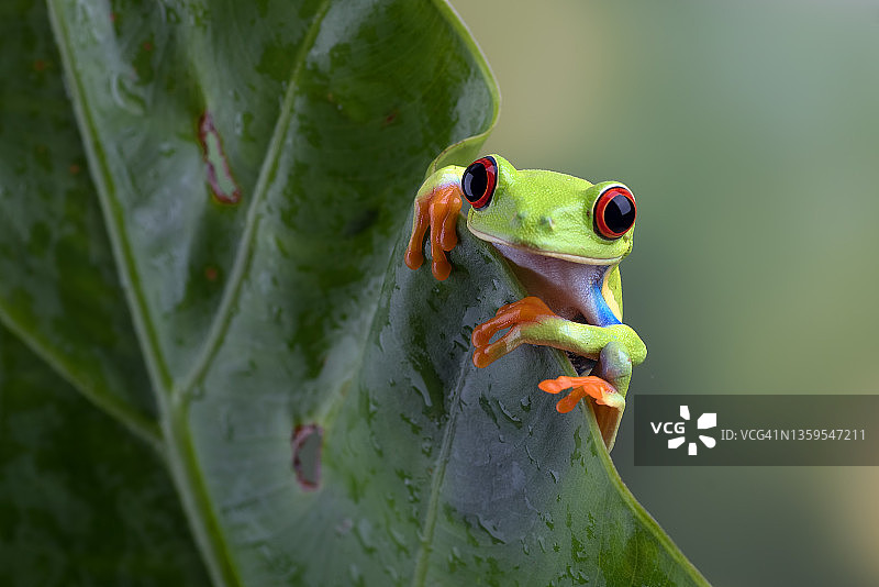 树叶上的红眼树蛙图片素材