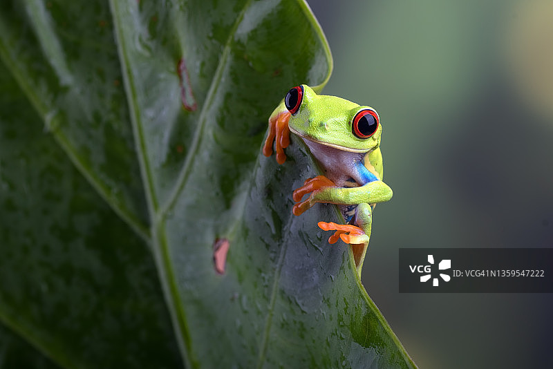 树叶上的红眼树蛙图片素材