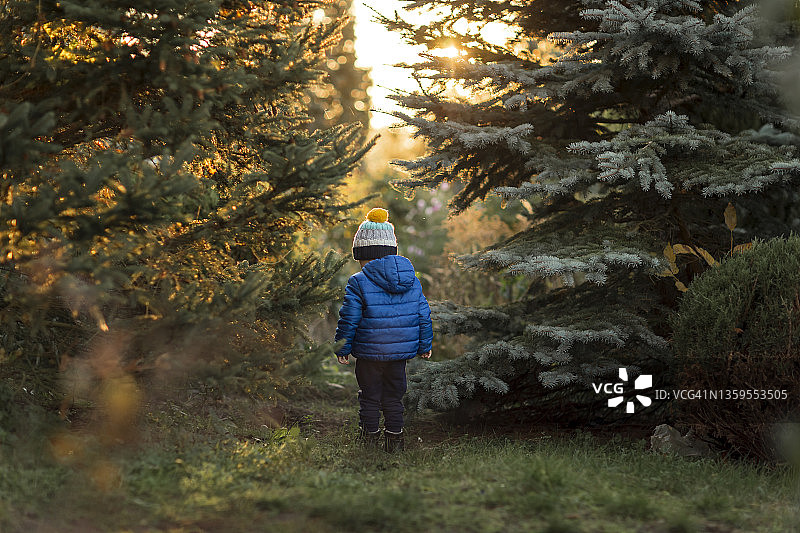 日落时分，穿着蓝色夹克站在冷杉树林中的小男孩图片素材