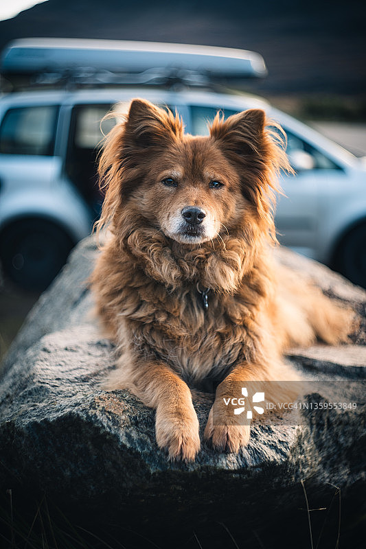 汽车前岩石上的红色小狗图片素材