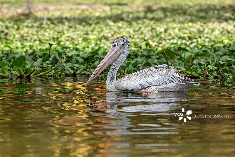 野生状态下的粉背鹈鹕图片素材