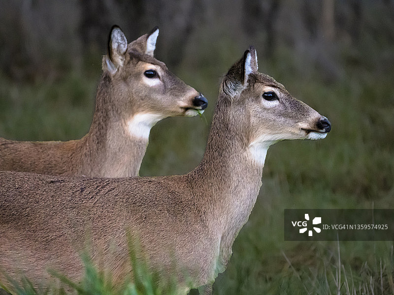 两只哥伦比亚白尾鹿图片素材
