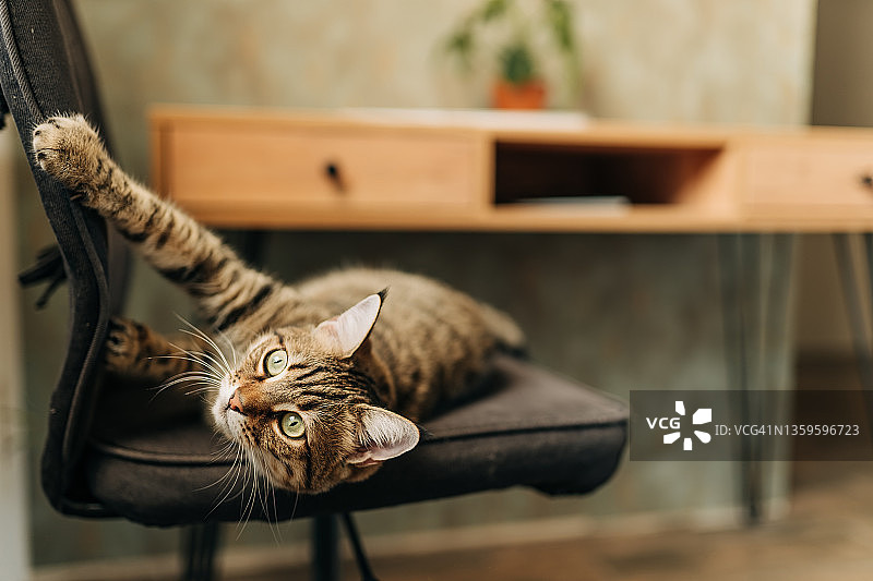 躺在灰色扶手椅上的老长毛虎斑猫特写图片素材