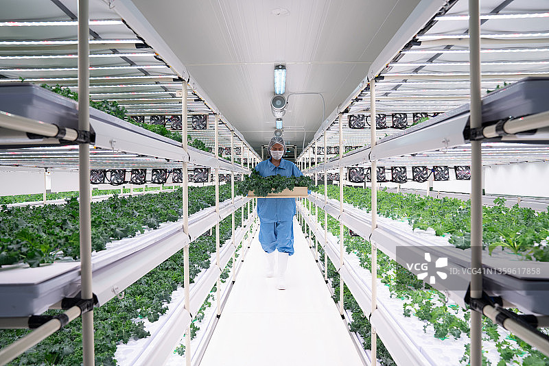 农场工人在垂直种植区收获水培甘蓝图片素材