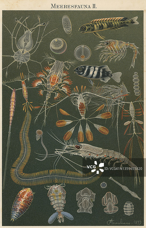 老式彩色石印插图：海洋生物图片素材