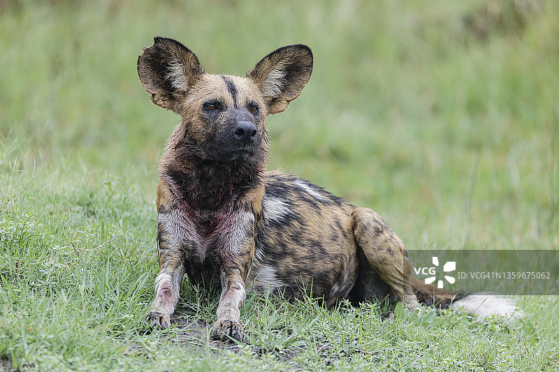 非洲野犬肖像图片素材