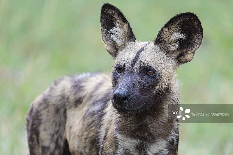 非洲野犬肖像图片素材