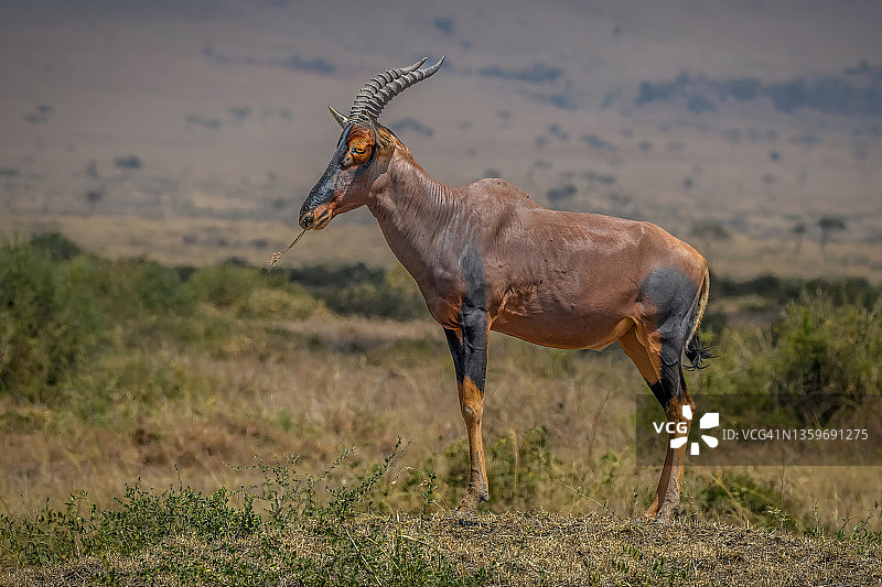 东非肯尼亚马赛马拉的土墩上站立的狷羚图片素材