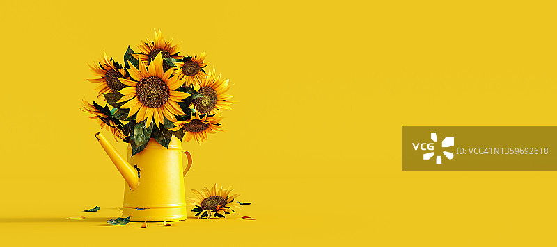 黄色背景上黄色喷壶里的向日葵图片素材