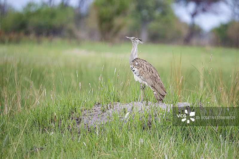 科里鸨肖像图片素材