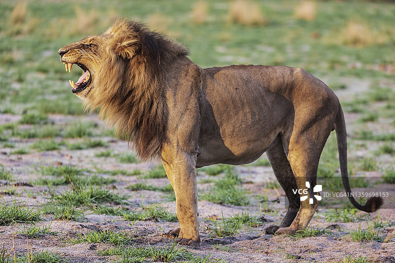 雄狮嗅到母狮尿液后 демонстрирует 裂唇嗅反应图片素材