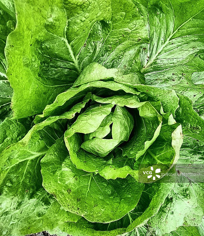 自产生菜图片素材