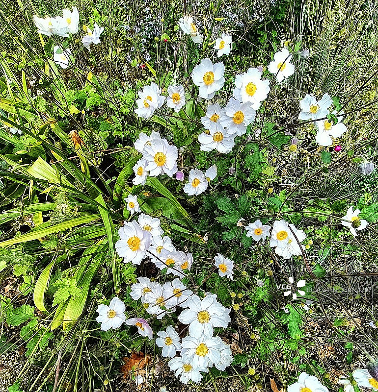 银莲花图片素材