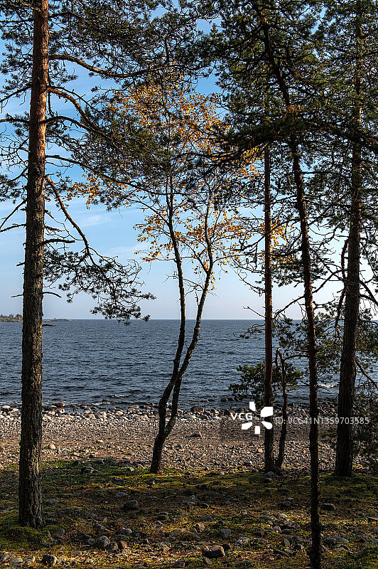阳光明媚的秋日湖边歪斜的松树图片素材