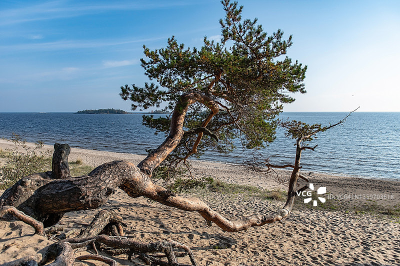 阳光明媚的秋日湖边歪斜的松树图片素材