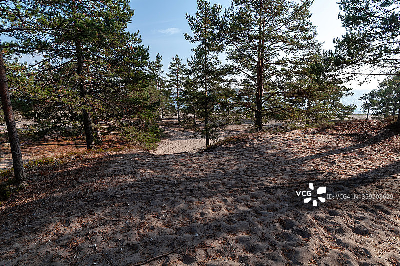 阳光明媚的秋日湖边歪斜的松树图片素材