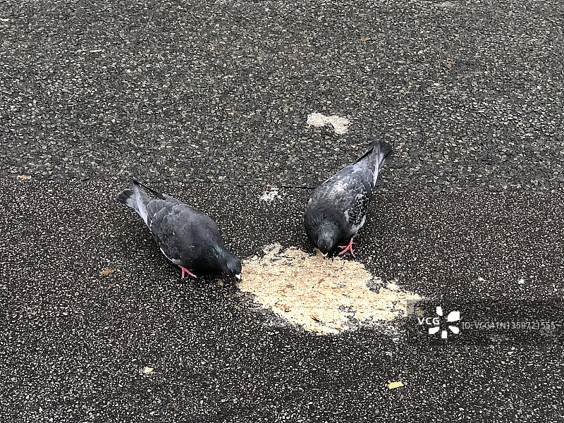 两只鸽子在吃食物残渣图片素材