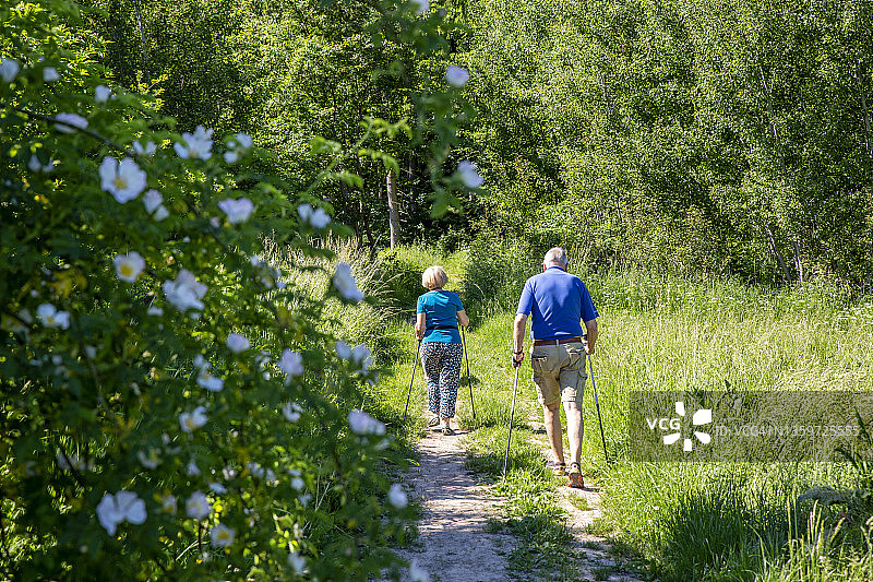 在森林草地上使用北欧健走杖的老年夫妇图片素材