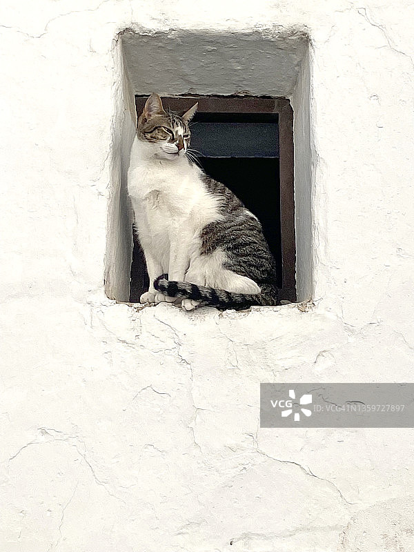 窗户上的猫图片素材