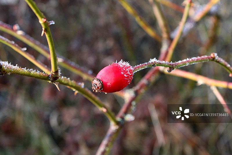 结霜的玫瑰果图片素材