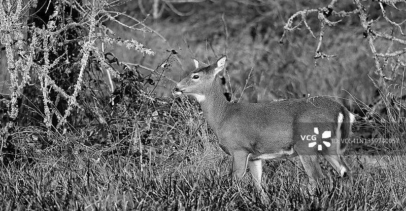 哥伦比亚白尾鹿—黑白图片素材