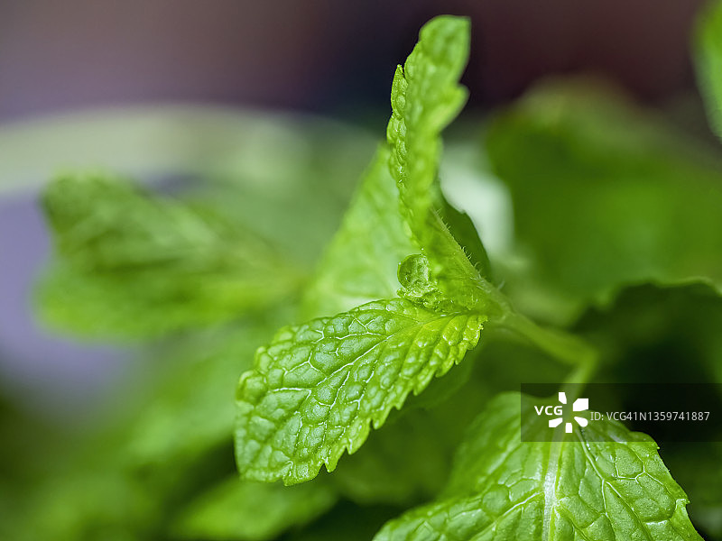 新鲜薄荷叶图片素材