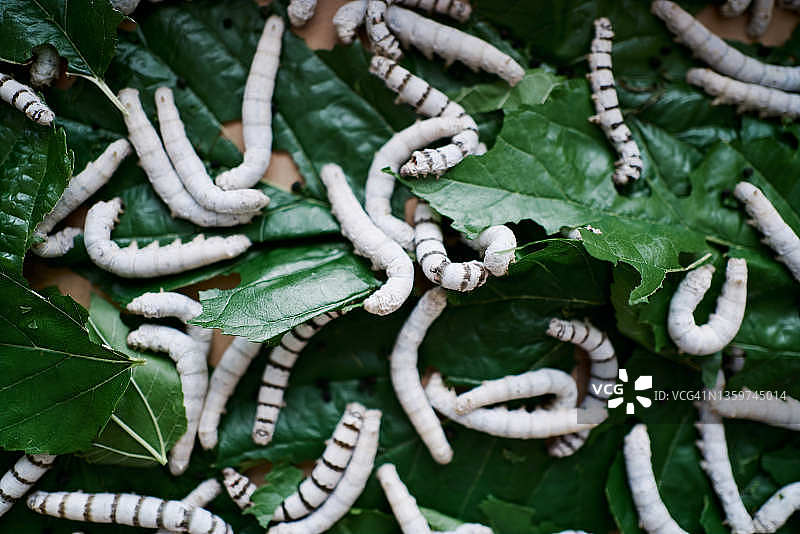 绿叶上的蚕特写图片素材