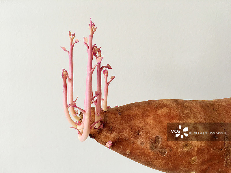 发芽的红薯图片素材